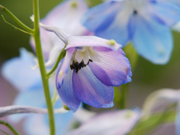 What the flower knows