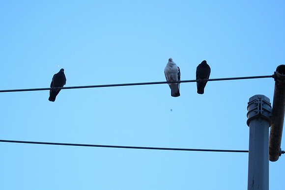 Pigeons, Yorkville