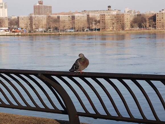 Pigeon, East River