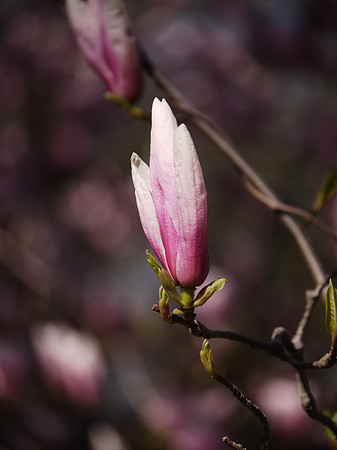 Magnolia blossom, Central Park