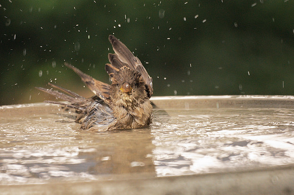 Sparrow bathing, Bryant Park