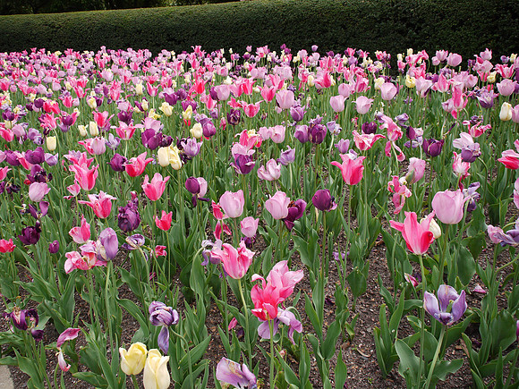 Tulips, Central Park Conservancy Garden