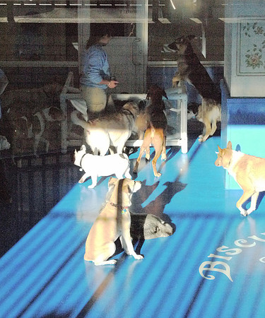 Doggie day spa