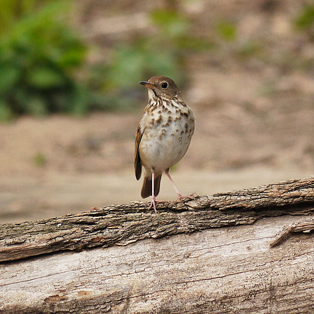 Thrush, Central Park
