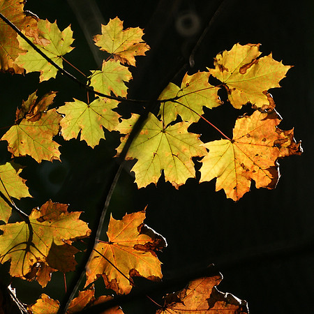 Late autumn