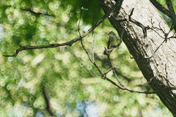 Eastern Wood Pewee, Central Park
