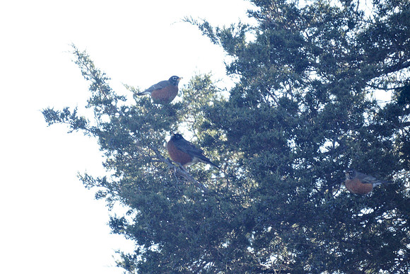 Robins, Prattsville NY