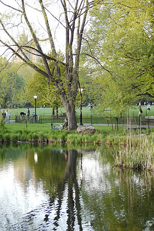 At Turtle Pond