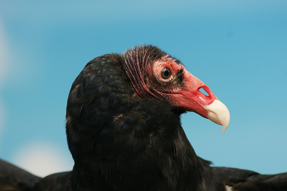 Turkey Vulture, Bronx Zoo