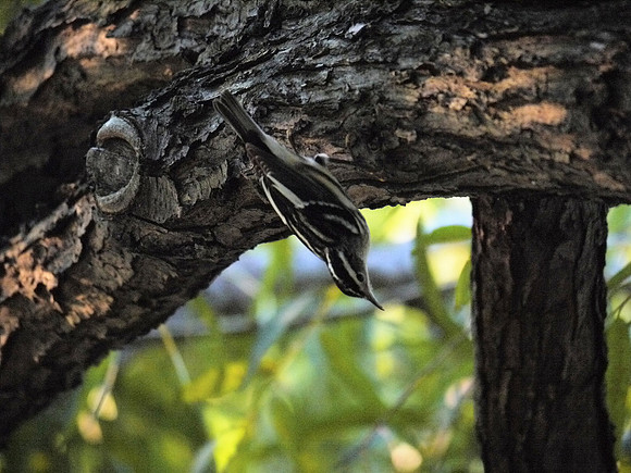 Black and White Warbler, Central Park