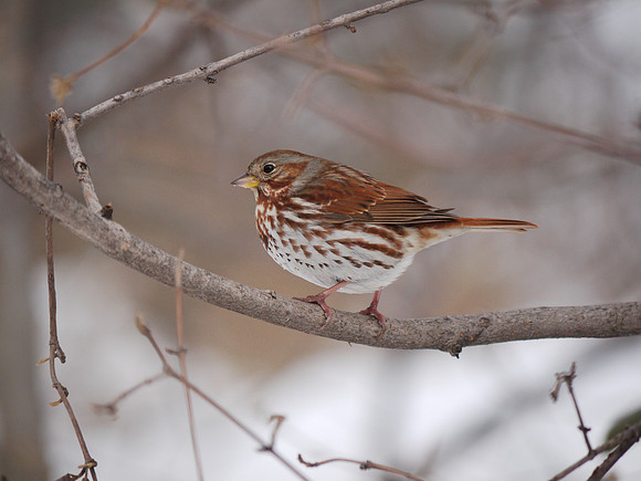 Fox Sparrow, Central Park