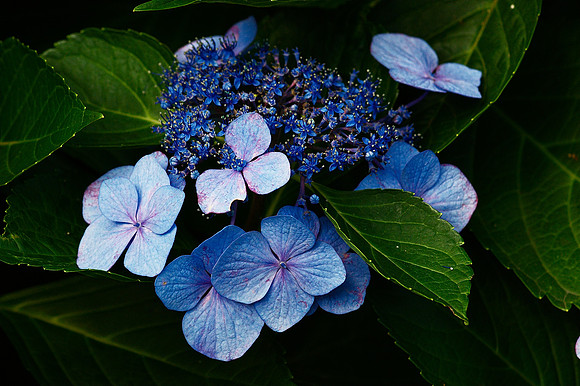 Lace-cap Hydrangea, Brooklyn Botanic Garden
