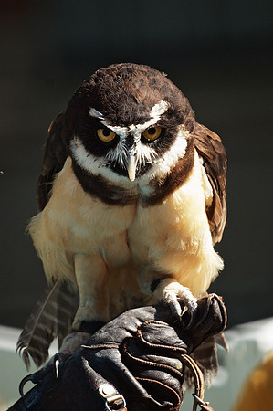 ready to swoop