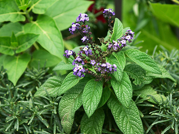 At the Brooklyn Botanic Garden