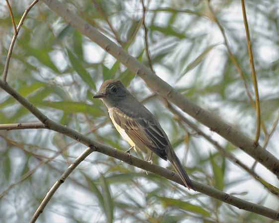 Great Crested Flycatcher, Central Park