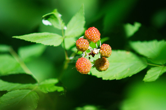 wild raspberries