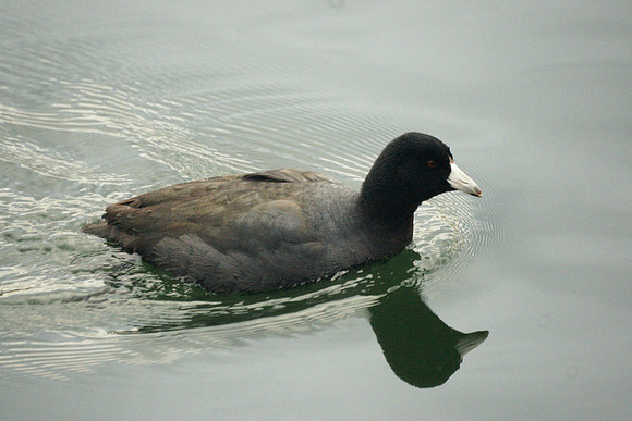 American Coot, Central Park Reservoir