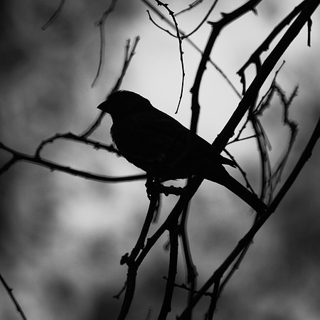 Dramatic Finch