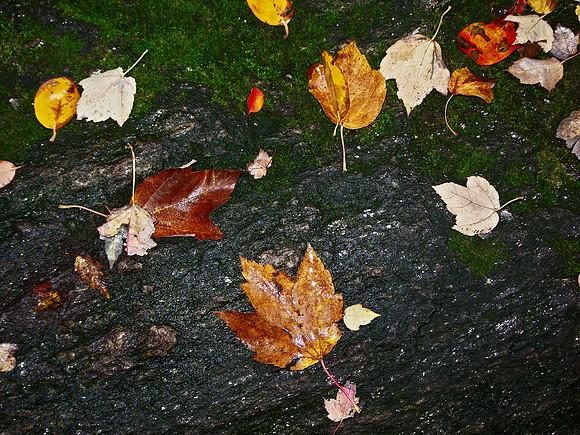 Leaves, Moss, and Rock