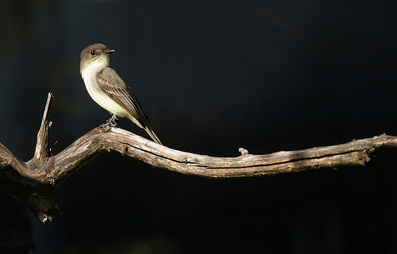 Eastern Phoebe, Central Park