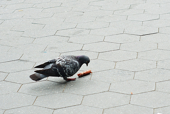carnivore pigeon