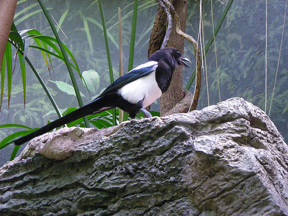Magpie