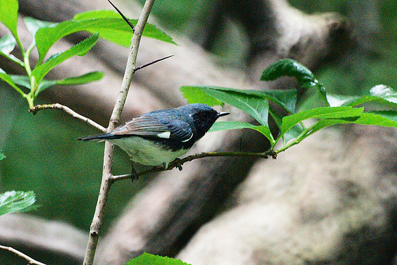 Black-Throated Blue Warbler, Central Park