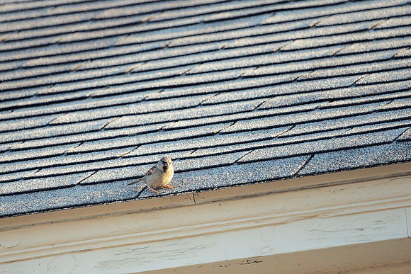 House Sparrow on roof, upstate New York