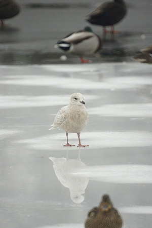 Iceland Gull, Central Park Lake