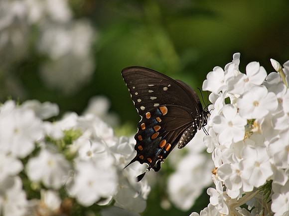 Black Swallowtail, white flowers