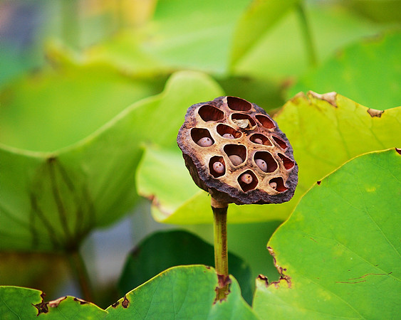 Lotus seed-pod, Brooklyn Botanic Garden