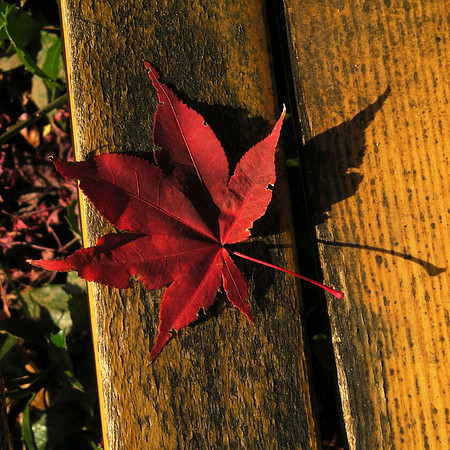 Japanese Maple Leaf