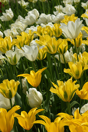Tulips, Brooklyn Botanic Garden