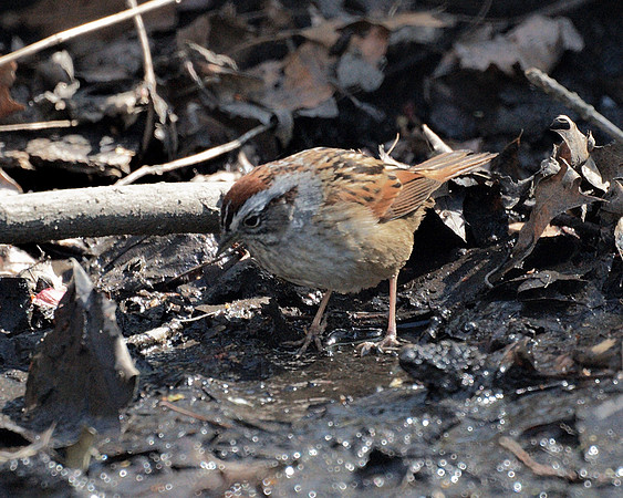 Swamp Sparrow, Central Park