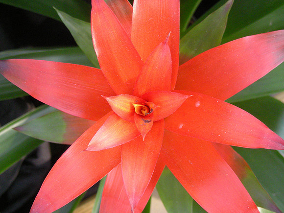 RedBromeliad3