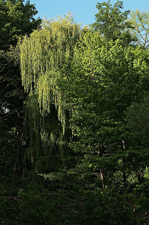 Willow, Central Park