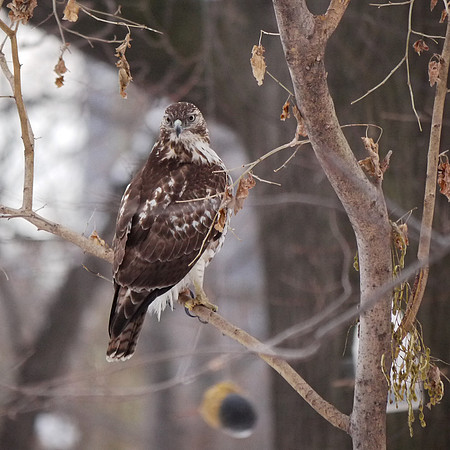 Cooper's Hawk, Central Park