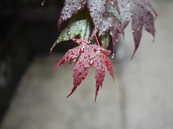 Japanese Maple, Yorkville