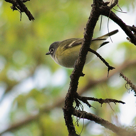 Blue-Headed Vireo, Central Park