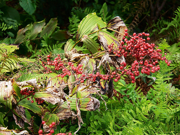 In the Brooklyn Botanic Garden