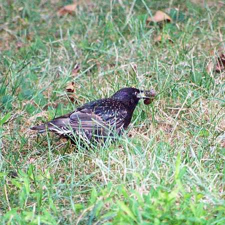Starling catching a grub