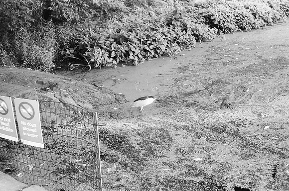 Black-Crowned Night Heron, Turtle Pond