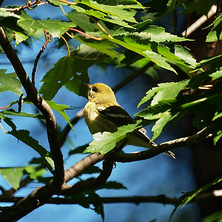 Chestnut-sided Warbler, Central Park