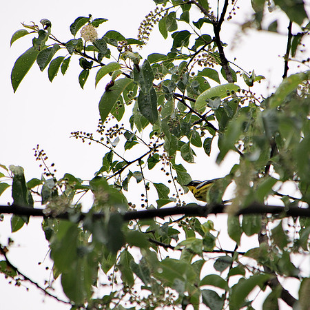 Magnolia Warbler, Central Park