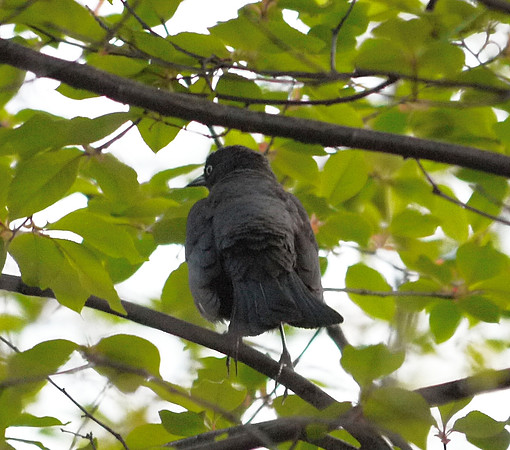 Rusty Blackbird, Central Park