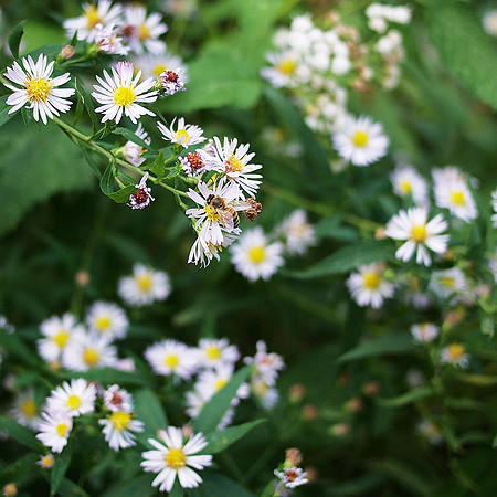 In the Conservancy Garden, Fall