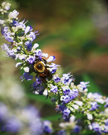 "How doth the little busy bee / Improve each shining hour"