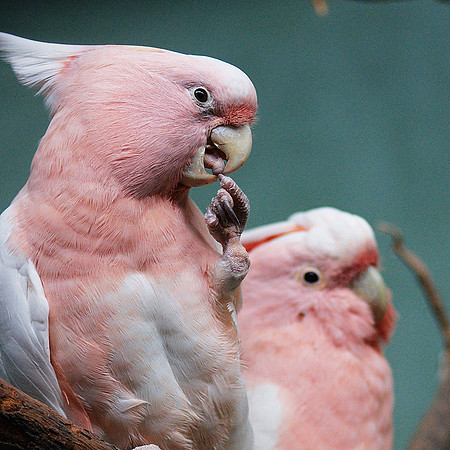 Major Mitchell’s Cockatoos, Prospect Park Zoo
