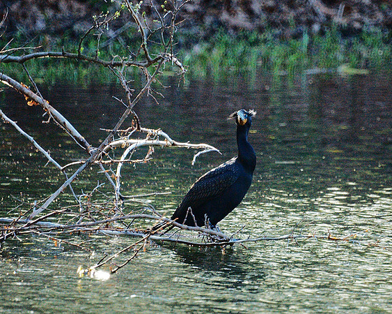 Double-Crested Cormorant