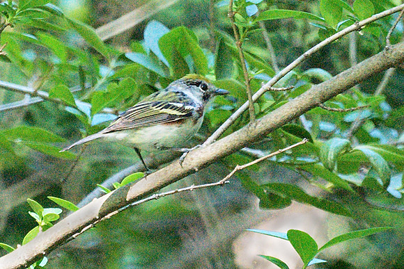 Chestnut-Sided Warbler, Central Park